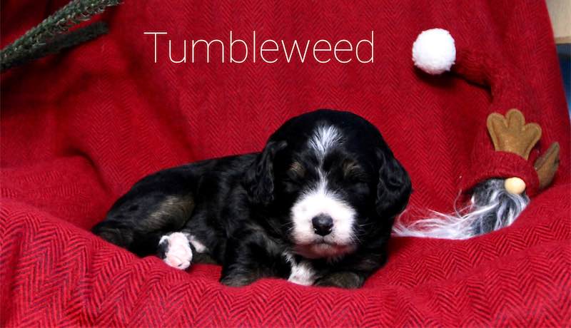 Tumbleweed: week 3