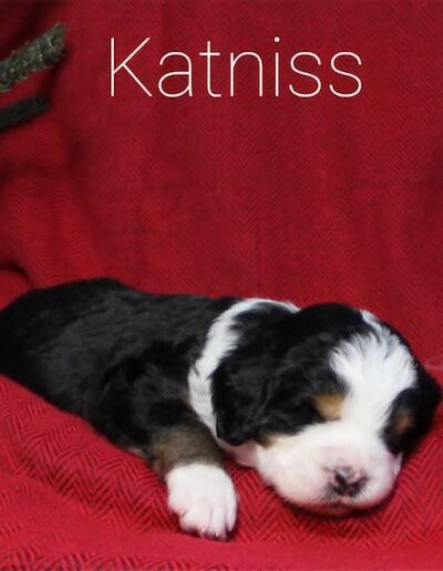 Katniss: week 3