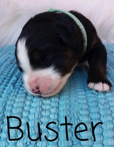 Buster: 1 week