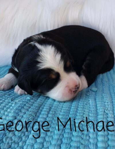 George Michael: 1 week