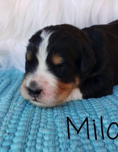 Milo: 1 week
