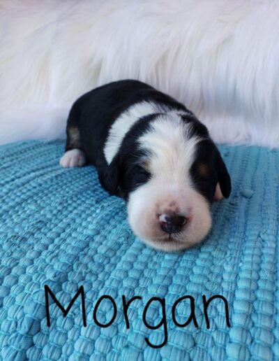 Morgan: 1 week