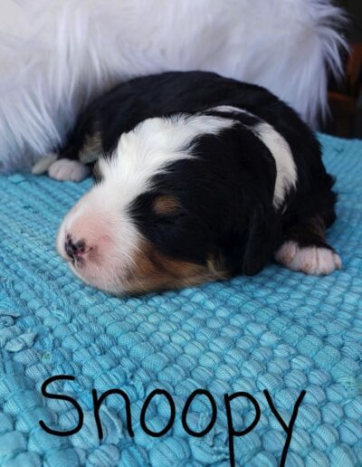 Snoopy: 1 week