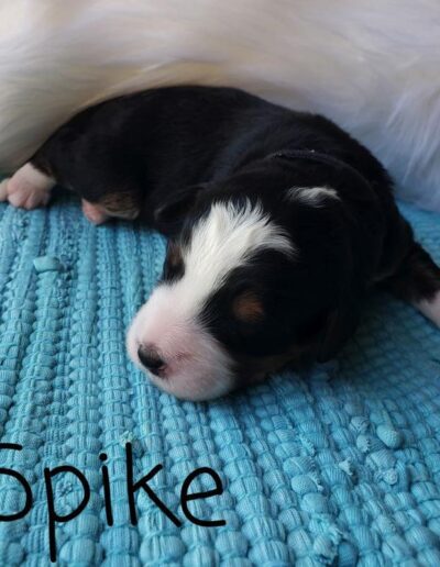 Spike: 1 week