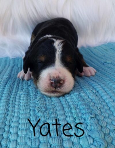 Yates: 1 week