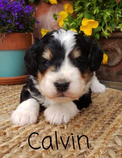 Calvin: 3 weeks