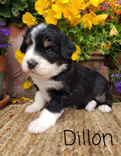 Dillon: 3 weeks