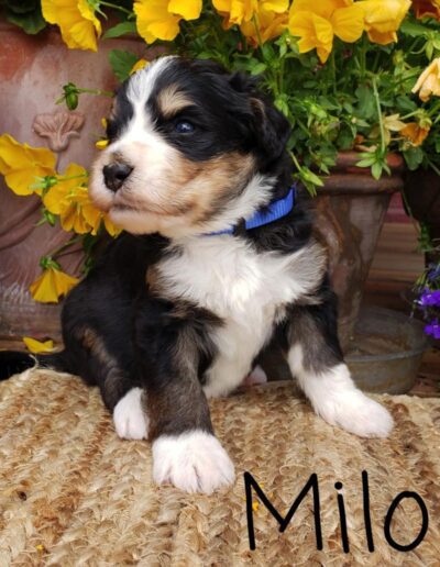 Milo: 3 weeks