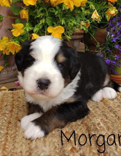 Morgan: 3 weeks