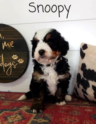 Snoopy: 5 weeks