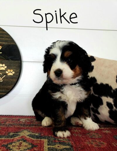 Spike: 5 weeks