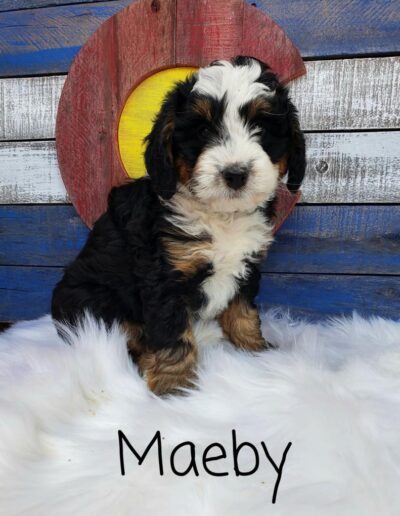 Maeby: 7 weeks